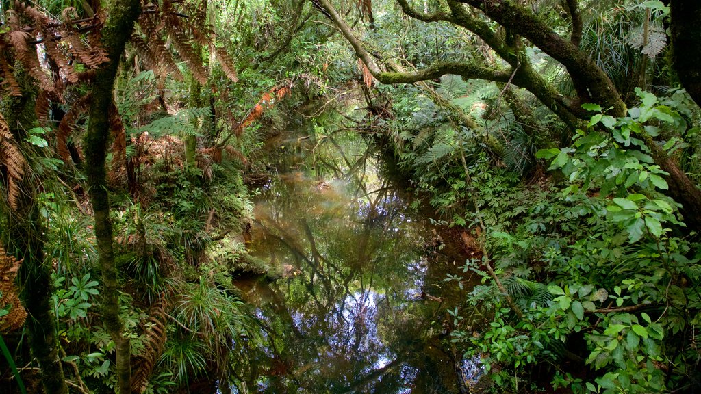 Tane Mahuta showing a river or creek and forests