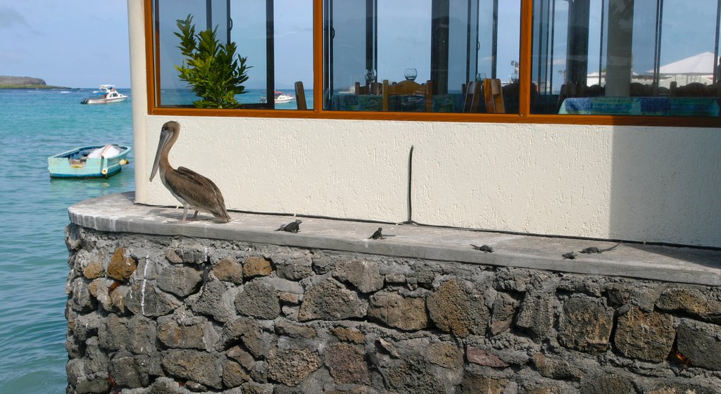 Santa Cruz Island showing bird life