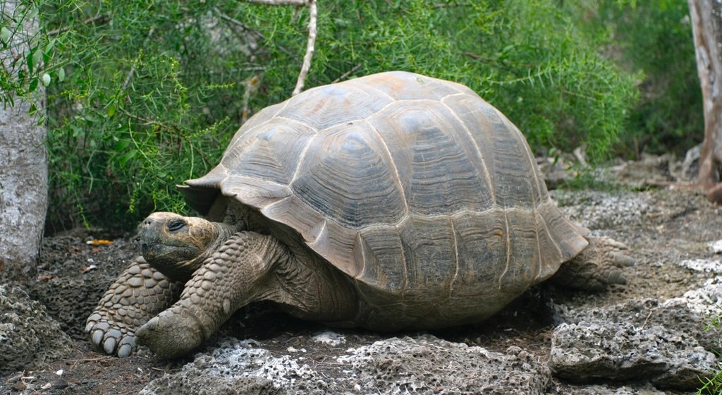 Santa Cruz Island bevat zeedieren