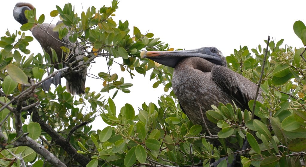 Santa Cruz Island som viser fugleliv