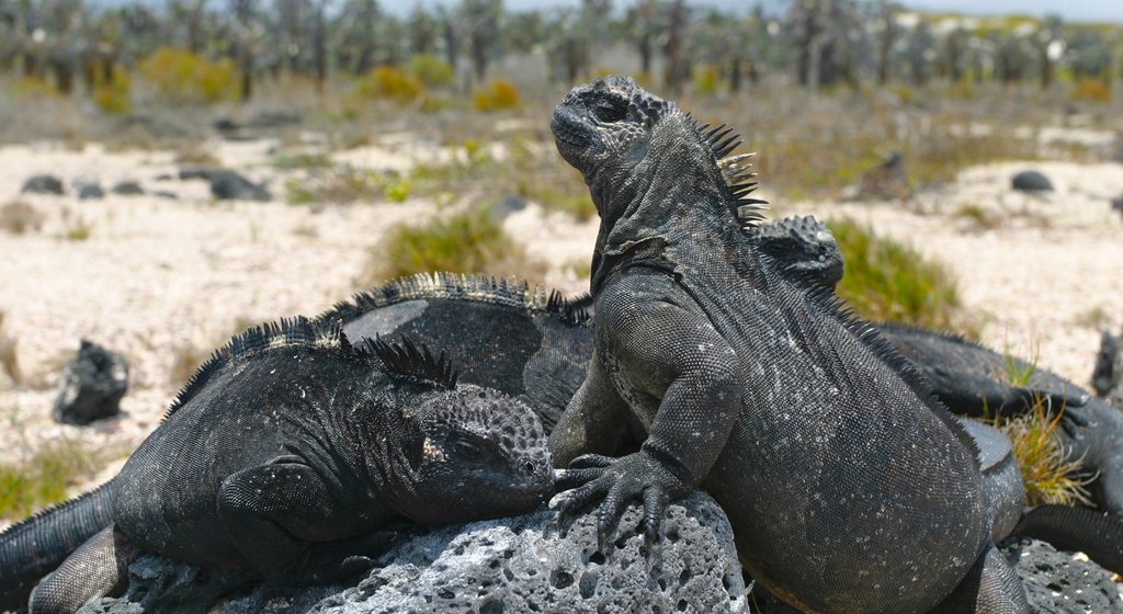 Isla de Santa Cruz ofreciendo animales