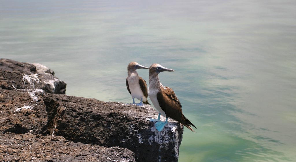 聖塔克魯茲島 呈现出 一般的海岸景觀 和 鳥禽動物