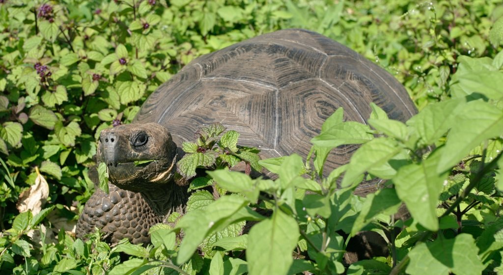 Santa Cruz Island bevat zeedieren