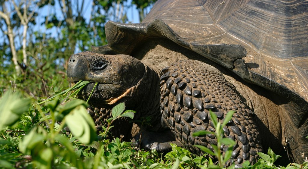 Santa Cruz Island inclusief zeedieren