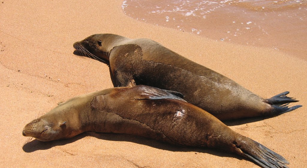 Bartolome Island og byder på livet i havet og en strand