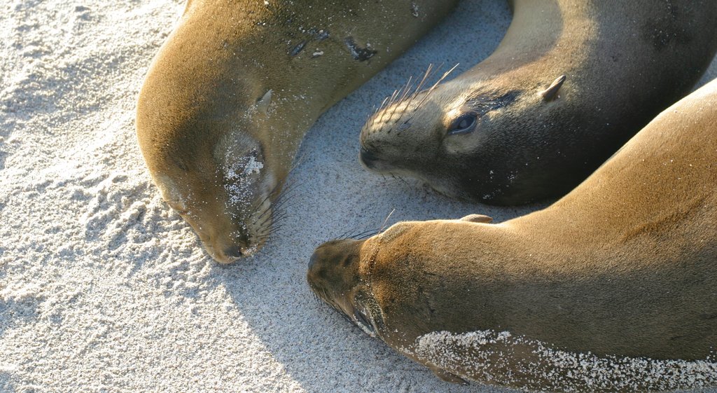 Santa Fe Island which includes a beach and marine life