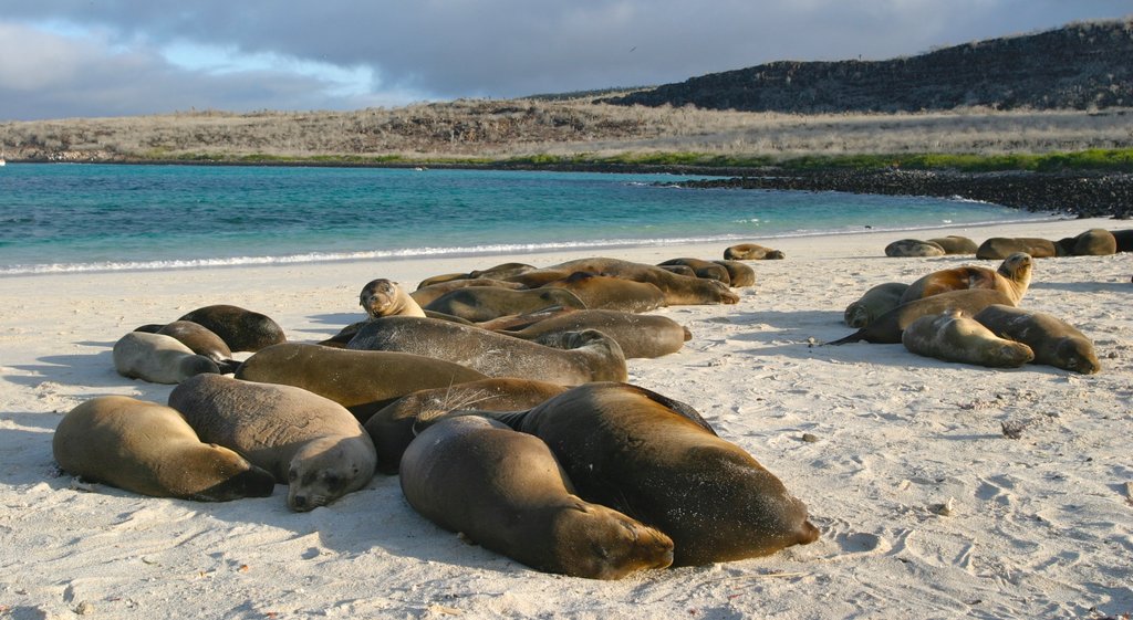 Santa Fe Island which includes a sandy beach, a lake or waterhole and marine life