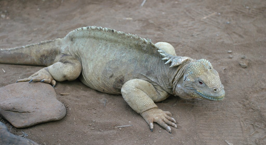 Santa Fe Island mettant en vedette animaux