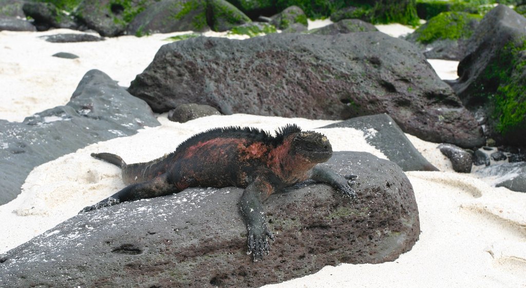 Santa Fe Island showing a beach and animals