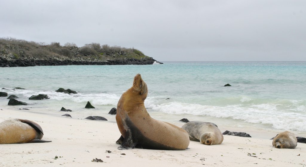 Santa Fe Island caracterizando paisagens litorâneas, vida marinha e uma praia de areia