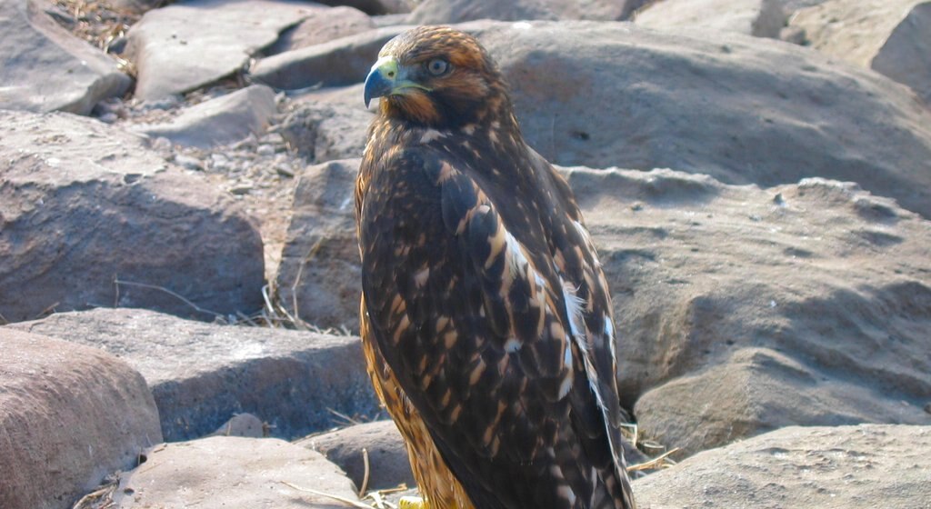 Espanola Island showing bird life