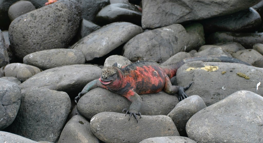 Espanola Island 呈现出 動物