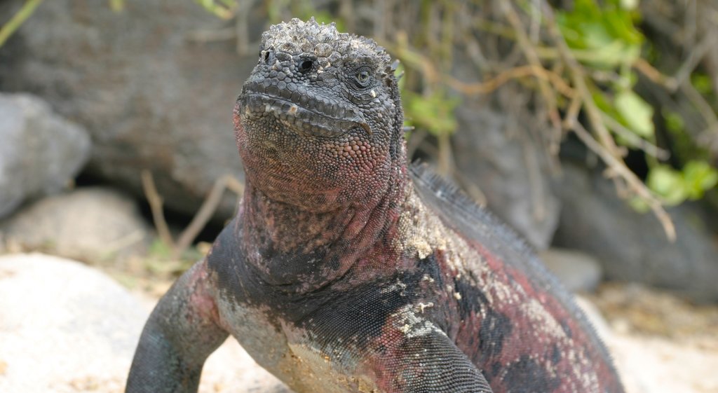 Espanola Island toont dieren