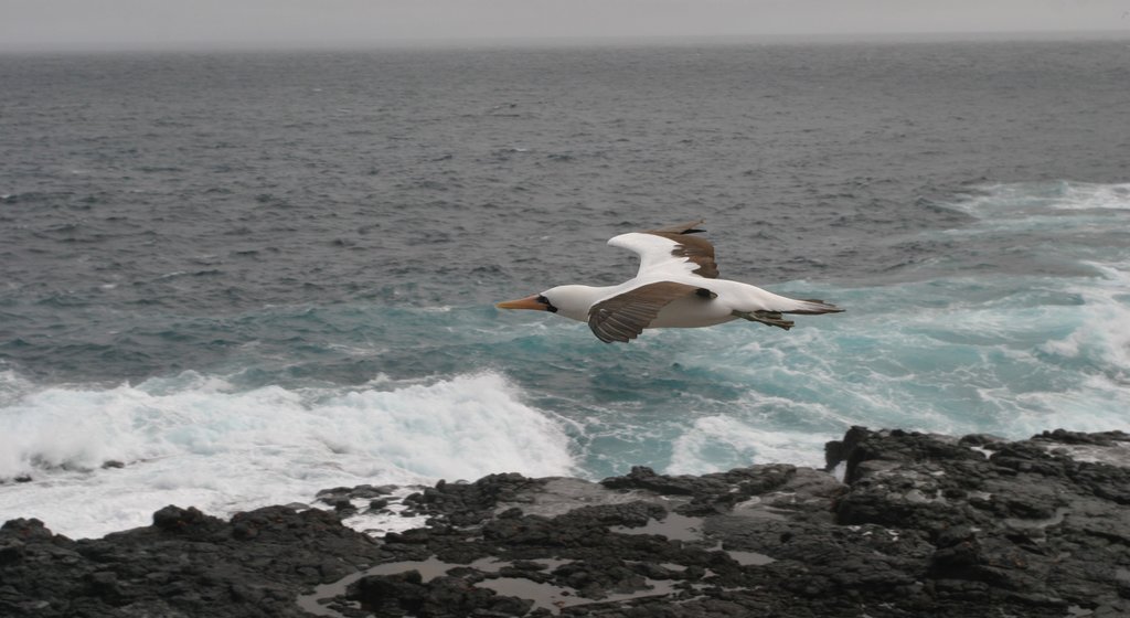 Espanola Island toont algemene kustgezichten, vogels en ruige kustlijn