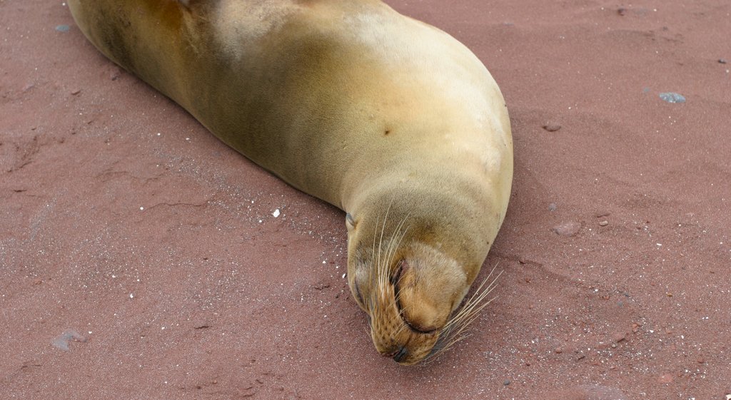 Rabida Island showing marine life