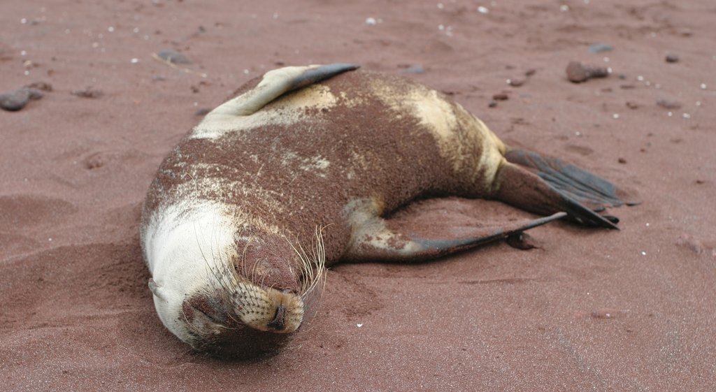 Rabida Island showing marine life