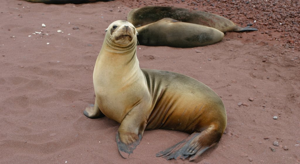 Rabida Island mit einem Strand und Meeresbewohner