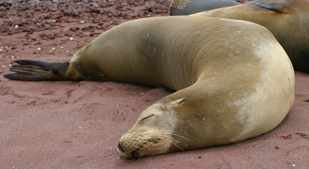 Rabida Island showing marine life and a beach