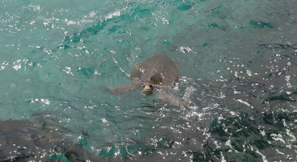 Rabida Island showing marine life