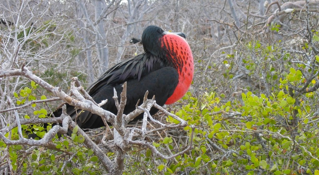 North Seymour Island mostrando vida das aves