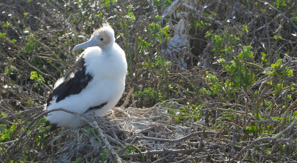 North Seymour Island bevat vogels