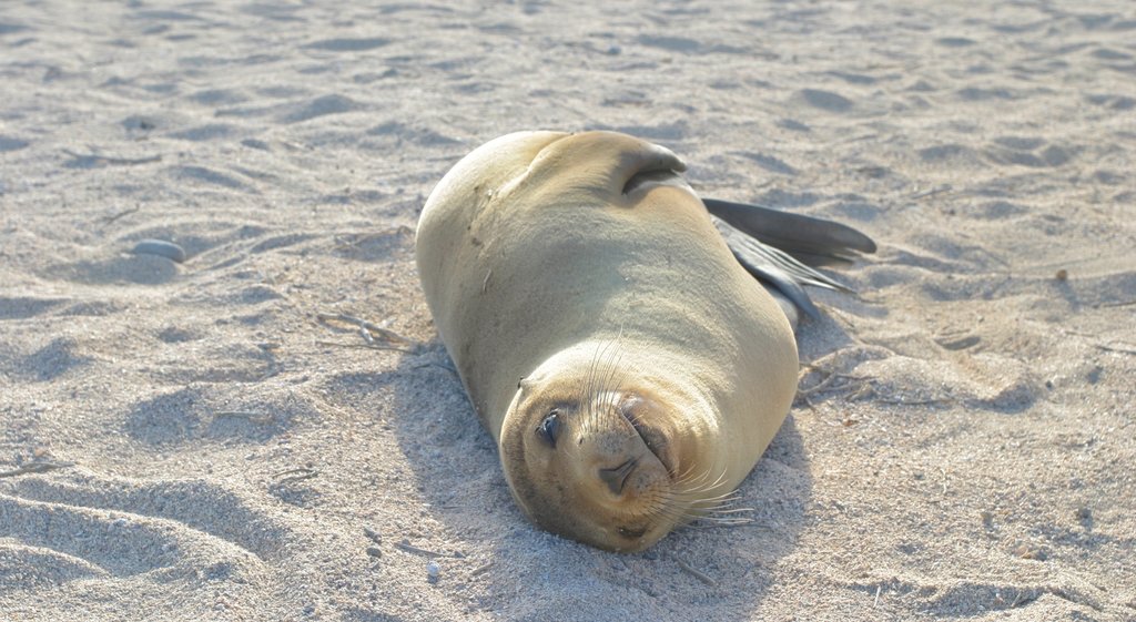 North Seymour Island which includes a sandy beach and marine life