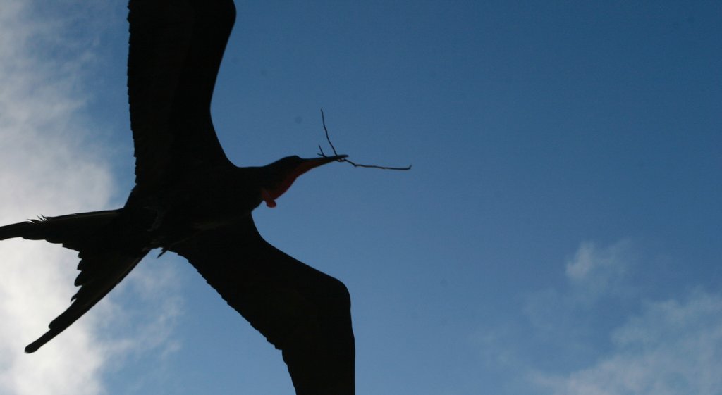 North Seymour Island featuring bird life