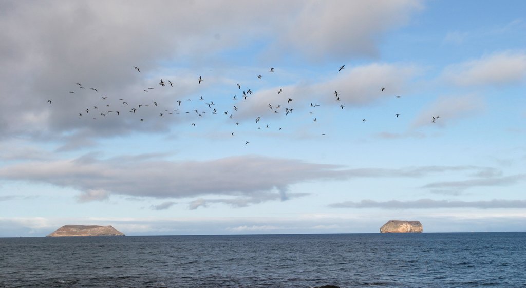 North Seymour Island que incluye vida de las aves, vistas generales de la costa y vistas de una isla