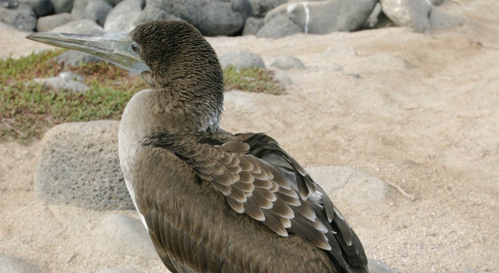 North Seymour Island showing bird life