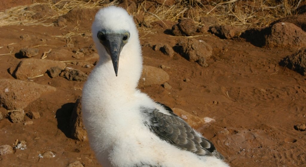 North Seymour Island mostrando vida das aves