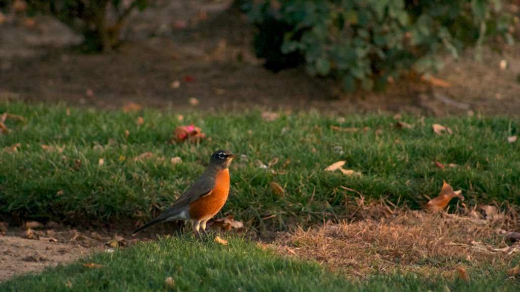 City Park caracterizando vida das aves