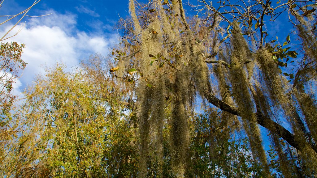 Lettuce Lake Park showing a garden