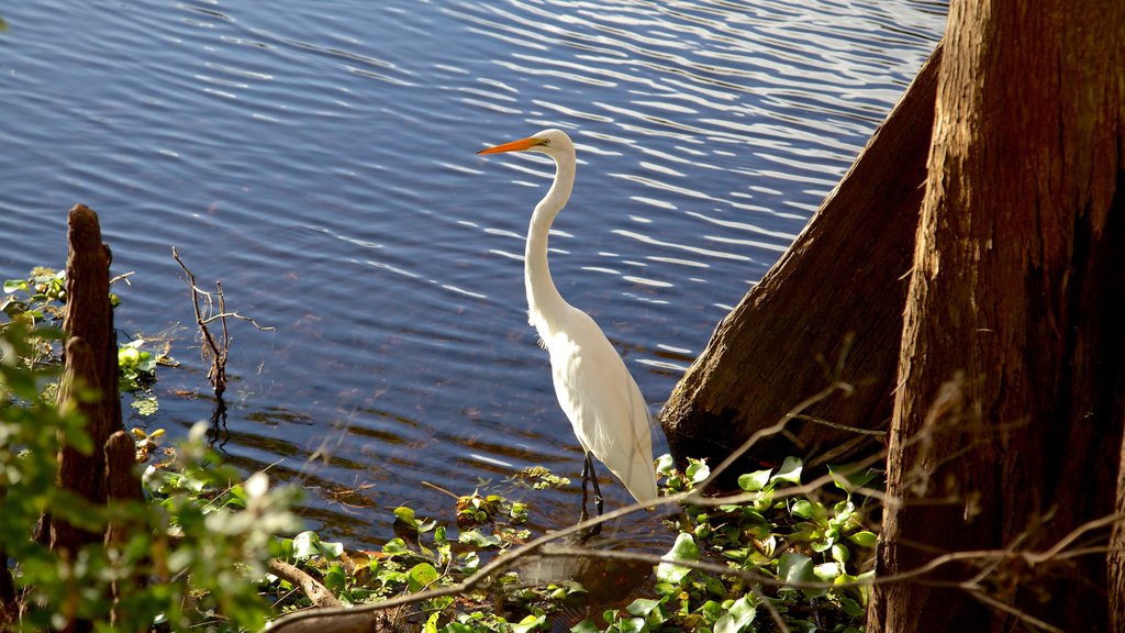 Lettuce Lake Park mettant en vedette vie des oiseaux