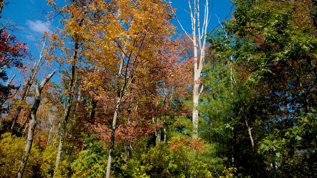 Concord showing forests and fall colors