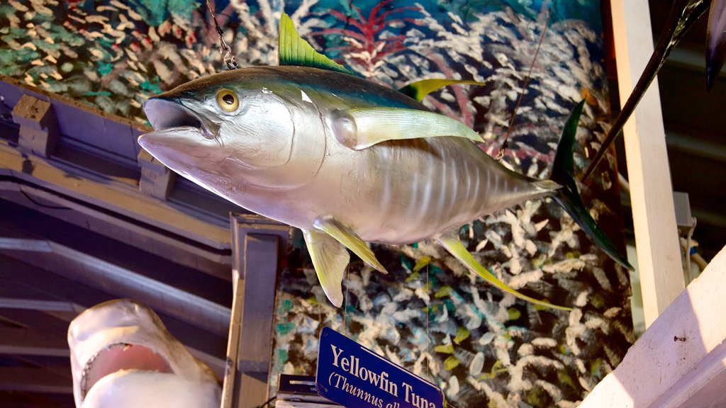 Key West Aquarium which includes marine life and interior views