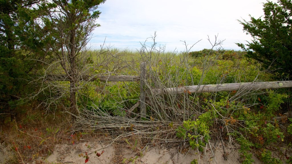 Barnstable featuring tranquil scenes