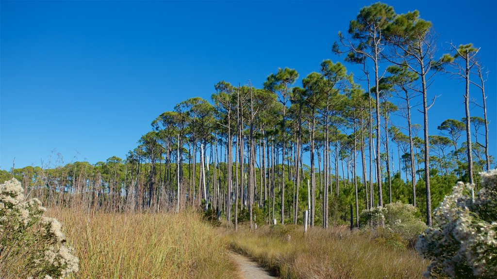 Grayton Beach State Park featuring tranquil scenes