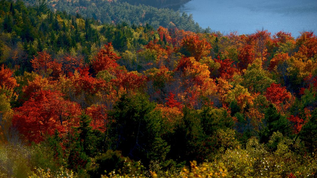 Cadillac Mountain which includes autumn leaves, forest scenes and a lake or waterhole