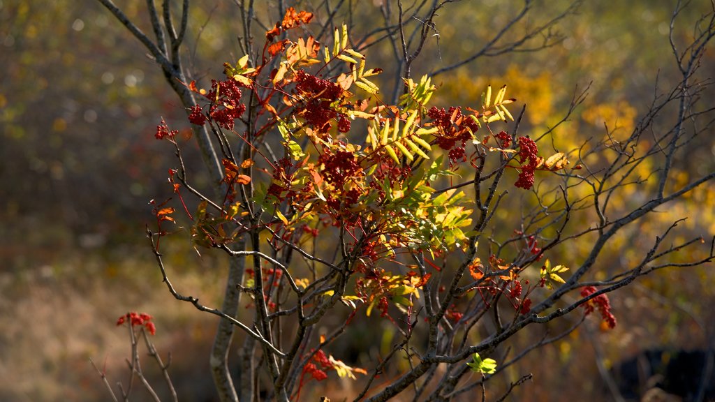 Cadillac Mountain showing autumn leaves