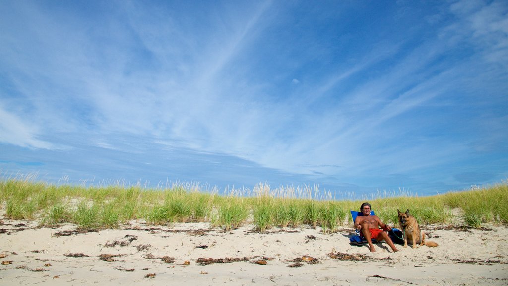 West Dennis Beach featuring a beach and cuddly or friendly animals as well as an individual male