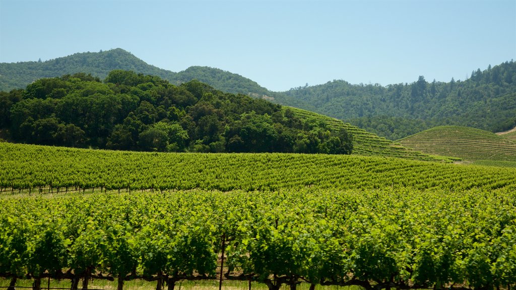 Tren vinícola del valle de Napa ofreciendo escenas tranquilas