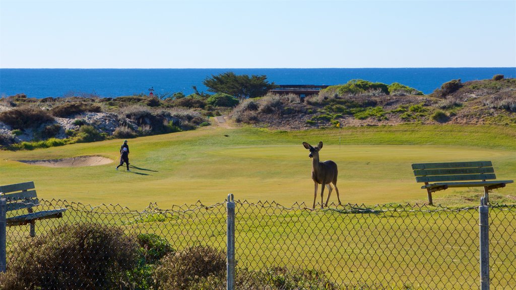 Point Pinos Lighthouse which includes general coastal views, a park and land animals