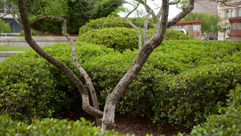 Alexandria showing a garden