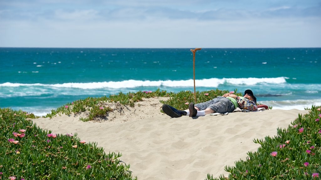 Morro Rock showing wildflowers, general coastal views and a beach