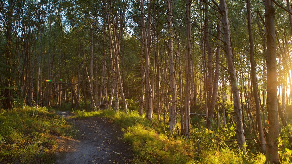 Tony Knowles Coastal Trail caracterizando cenas de floresta e um pôr do sol