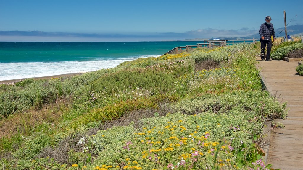 Moonstone Beach Park ofreciendo flores silvestres, una playa de arena y vistas generales de la costa