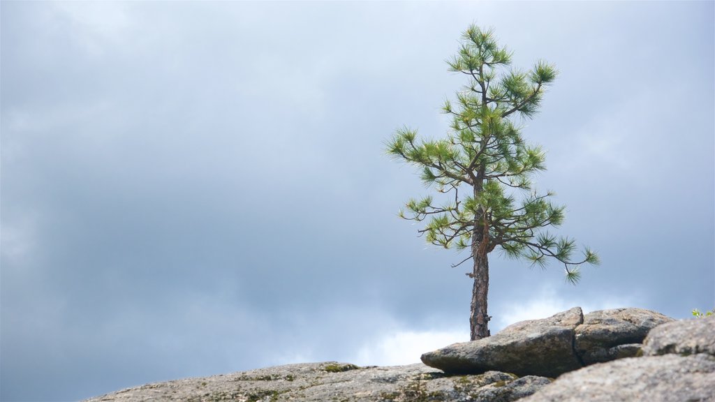 Danau Hetch Hetchy yang mencakup suasana damai