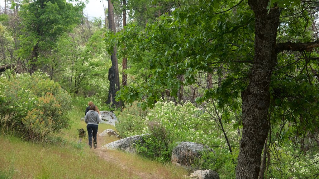 Reserva Hetch Hetchy mostrando senderismo o caminata y escenas tranquilas y también una pareja