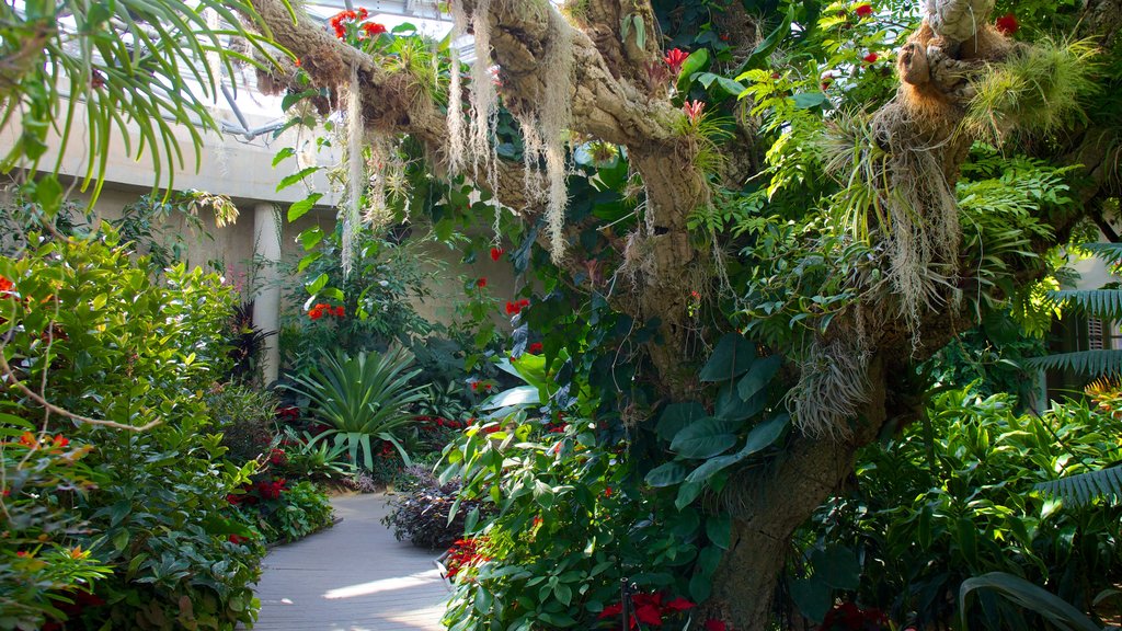 Jardín botánico de San Antonio mostrando flores, flores silvestres y jardín