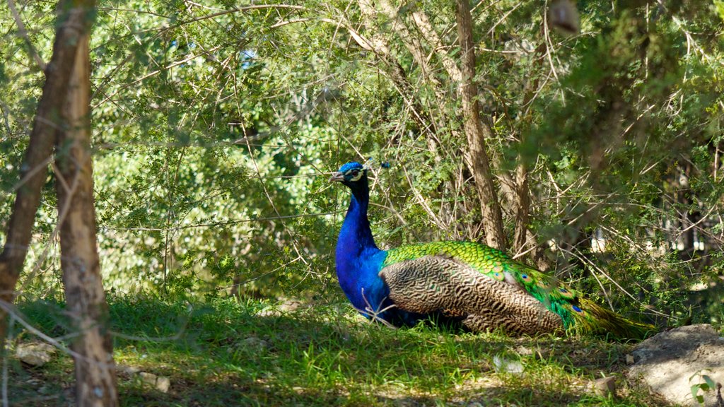 Austin Zoo which includes bird life and zoo animals